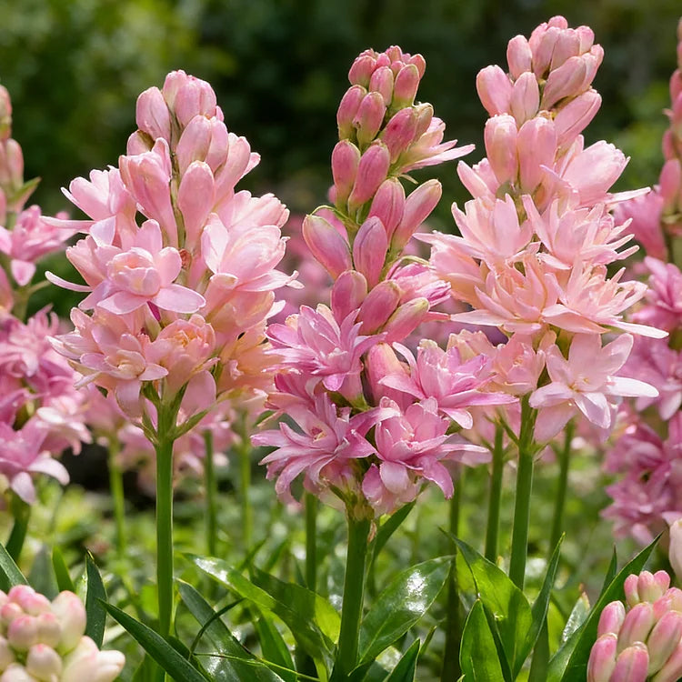 🌺Divkārši smaržojoša tuberozes sīpoli — Mēness dārza zieds-LV