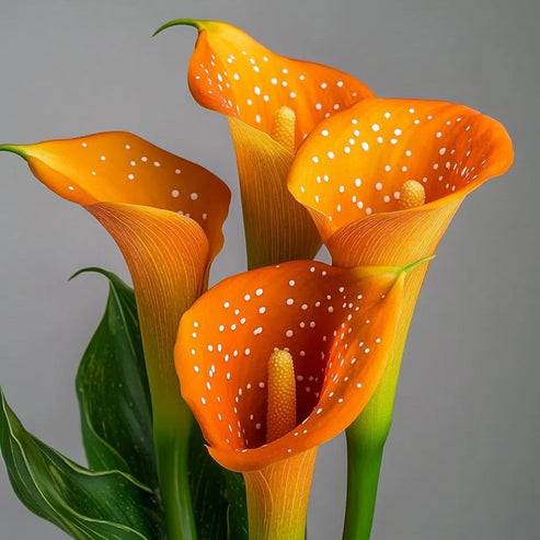 🌷 Misteriosa cala aurora-ES