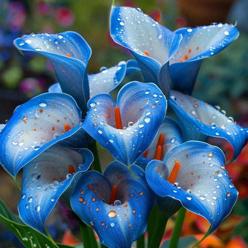 🌷 Misteriosa cala aurora-ES