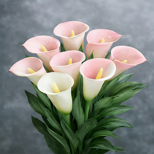 🌷 Misteriosa cala aurora-ES