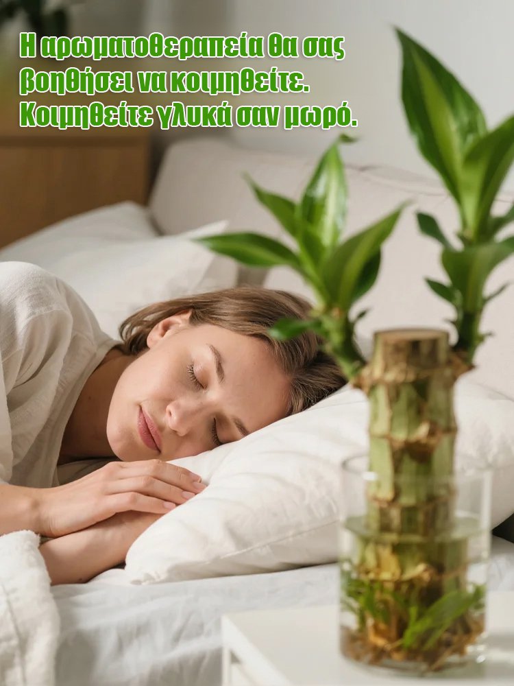 【Όταν συναντά το νερό, ζωντανεύει】Υδροπονικό βραζιλιάνικο φυτό τύχης τεσσάρων εποχών με ανθοφορία-GR