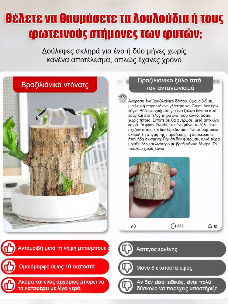 【Όταν συναντά το νερό, ζωντανεύει】Υδροπονικό βραζιλιάνικο φυτό τύχης τεσσάρων εποχών με ανθοφορία-GR