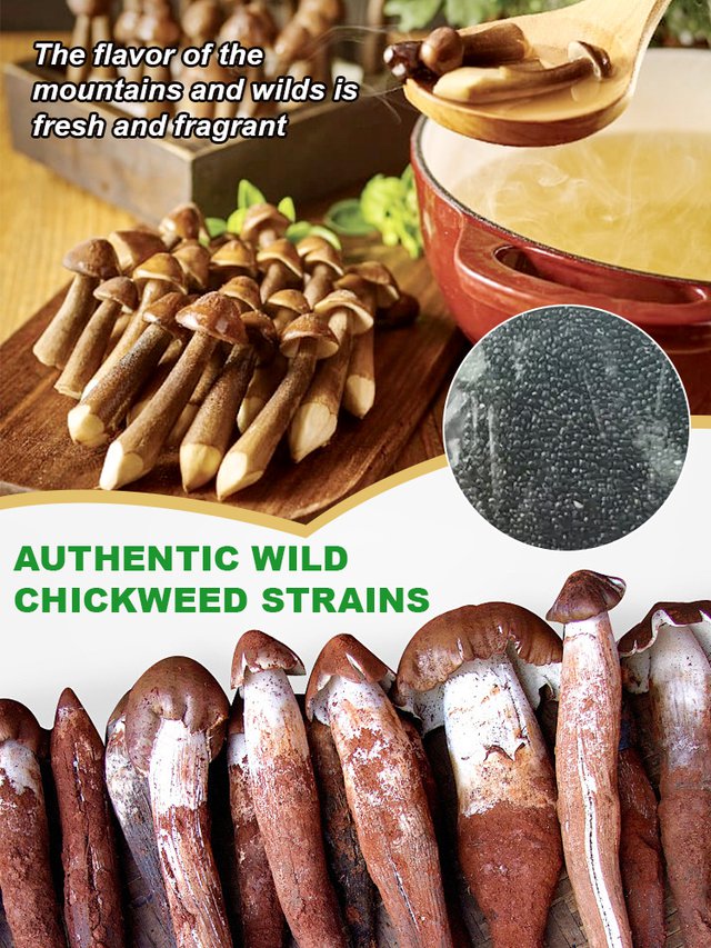 Auténtica variedad de hongo "Jizong"-ES