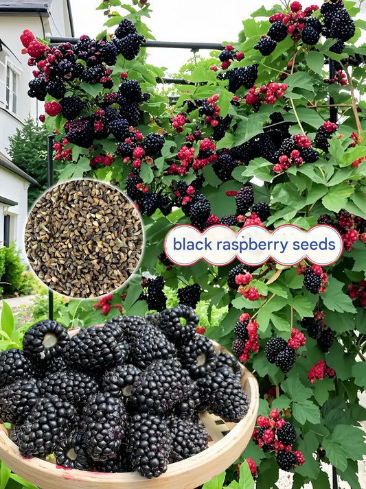 Velikanska semena črne maline-SI