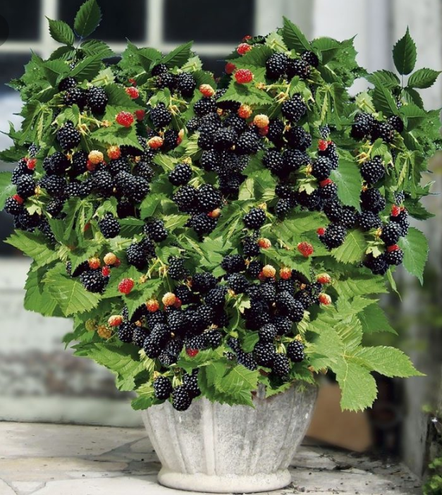 Σπόροι γιγάντιου μαύρου σμέουρου-GR