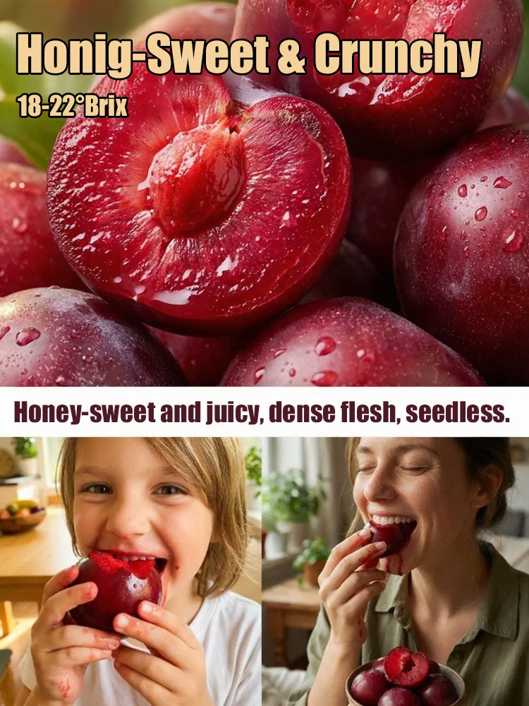 Sadike avstralske rdeče sladkorne slive brez semen-SI