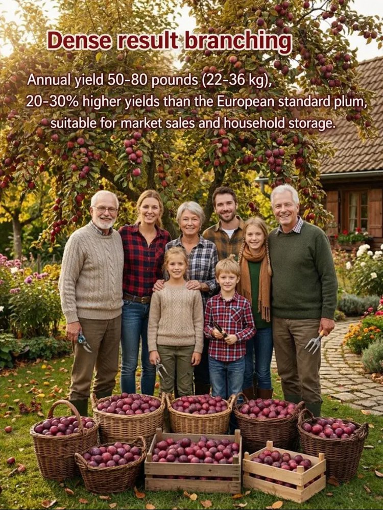 Sadike avstralske rdeče sladkorne slive brez semen-SI