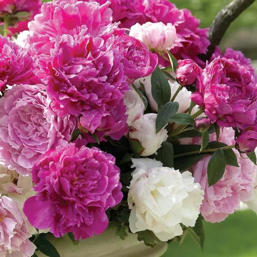 🌺Nuostabios mišrios bijūnų sėklos-LT