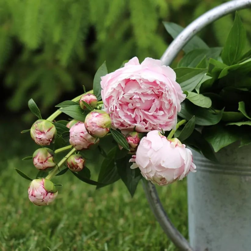 🌺Nuostabios mišrios bijūnų sėklos-LT