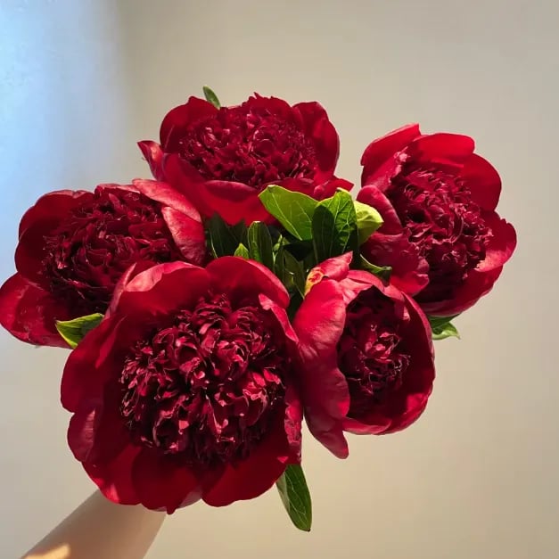 🌺Nuostabios mišrios bijūnų sėklos-LT