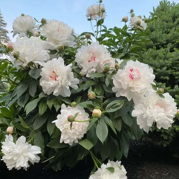 🌺Nuostabios mišrios bijūnų sėklos-LT