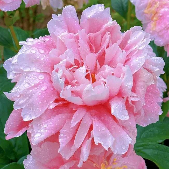 🌺Nuostabios mišrios bijūnų sėklos-LT