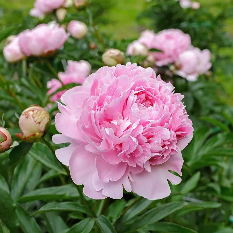 🌺Nuostabios mišrios bijūnų sėklos-LT