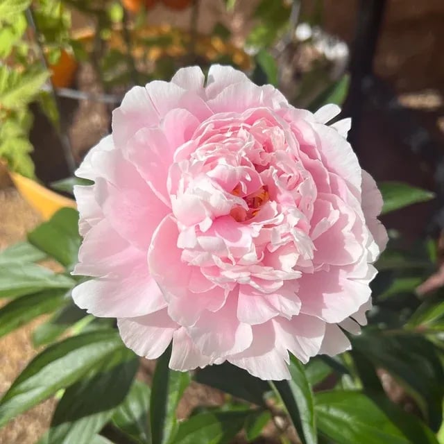 🌺Nuostabios mišrios bijūnų sėklos-LT