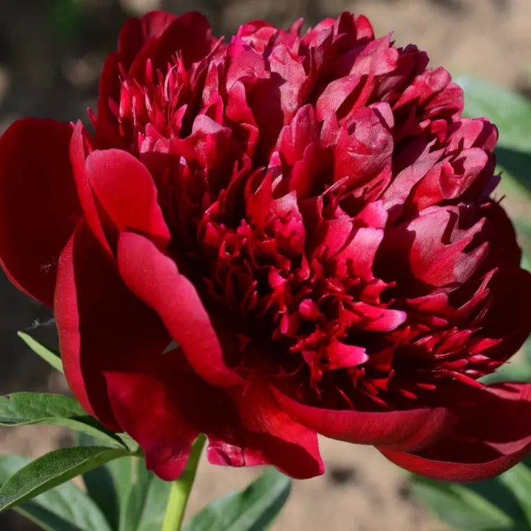🌺Nuostabios mišrios bijūnų sėklos-LT