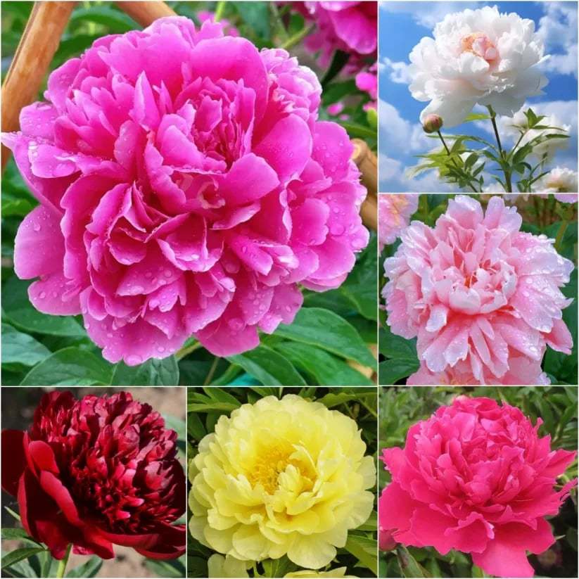 🌺Nuostabios mišrios bijūnų sėklos-LT