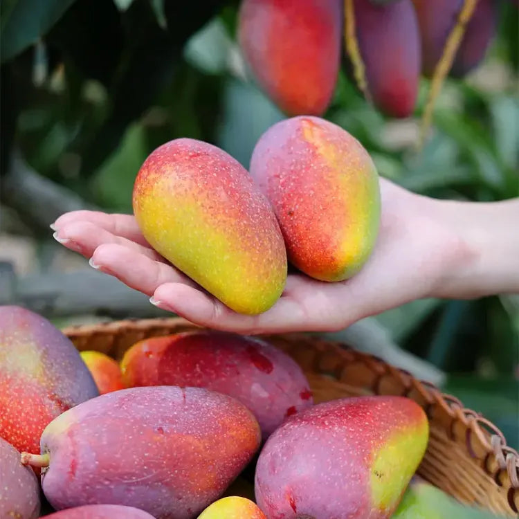 🥭 Plántulas de mango aterciopeladas, dulces y jugosas: ¡siente el sabor del trópico en tu propia casa! 🌴-ES