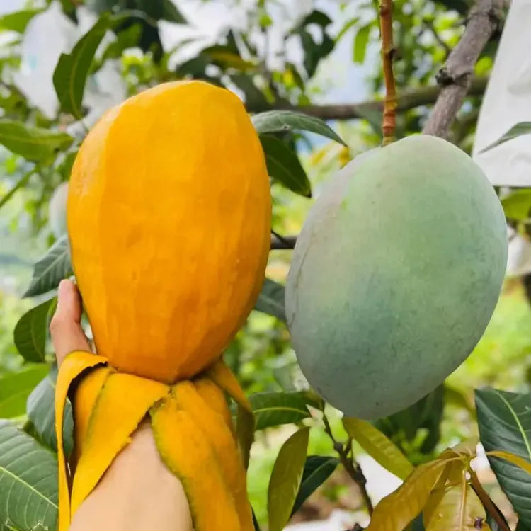 🥭 Plántulas de mango aterciopeladas, dulces y jugosas: ¡siente el sabor del trópico en tu propia casa! 🌴-ES