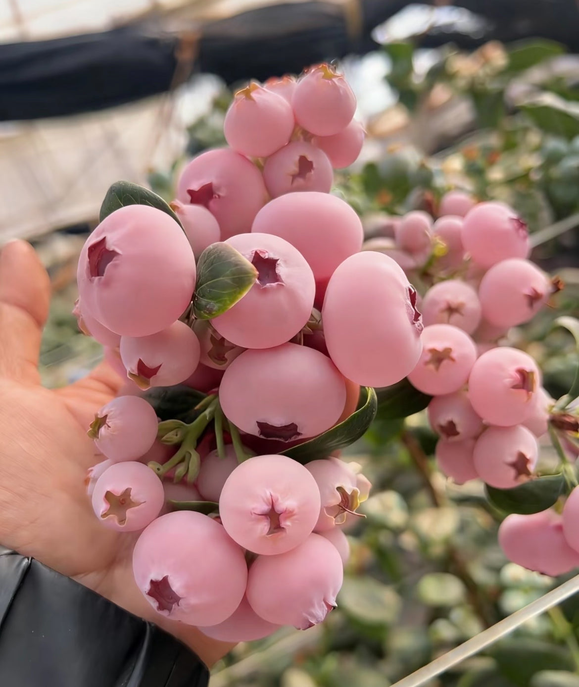 Semienka čučoriedok Pink Bliss – Dvojitá sladkosť-SK
