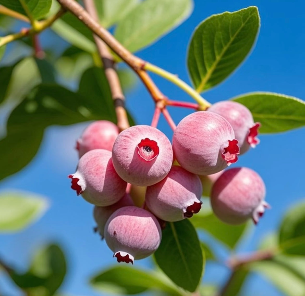 Semienka čučoriedok Pink Bliss – Dvojitá sladkosť-SK