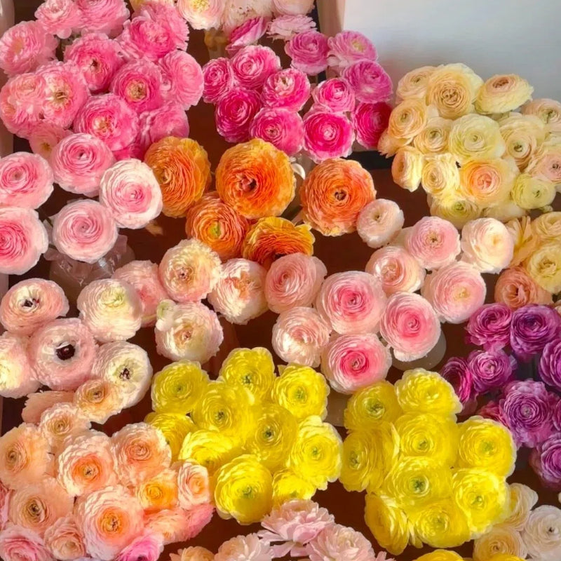Bulbos de ranúnculo: delicados, elegantes, inolvidables 🌸-ES