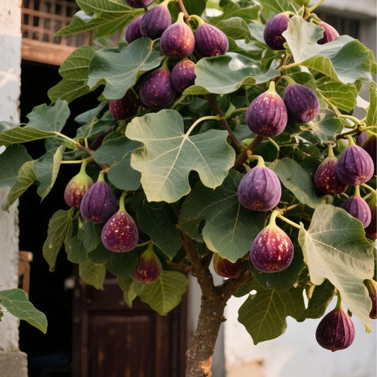 Semena fig SweetHarvest-SI