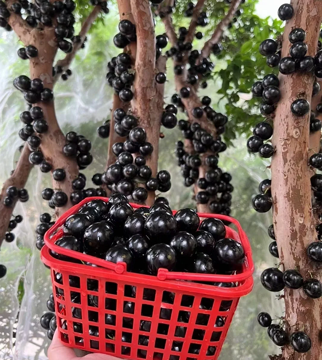 Semillas de uva jabuticaba-ES