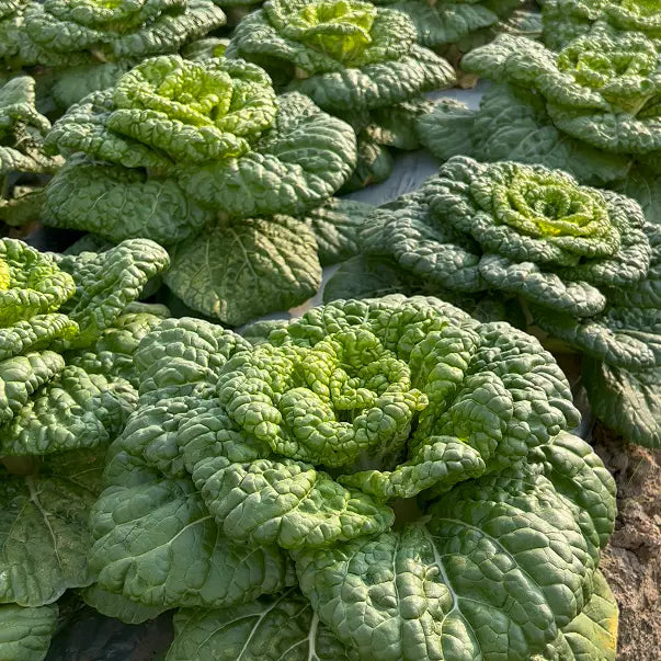Semillas de Brassica Narinosa (WuTat Choy)-ES