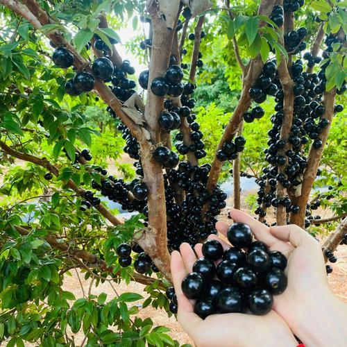 Semillas de uva jabuticaba-ES