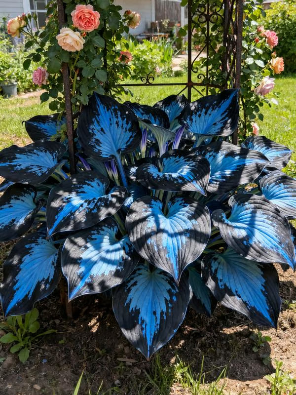 💥Oferta especial 2025 🌌Semillas de Hosta Midnight Purple Heart, una planta perenne que ama la sombra para el jardín-ES
