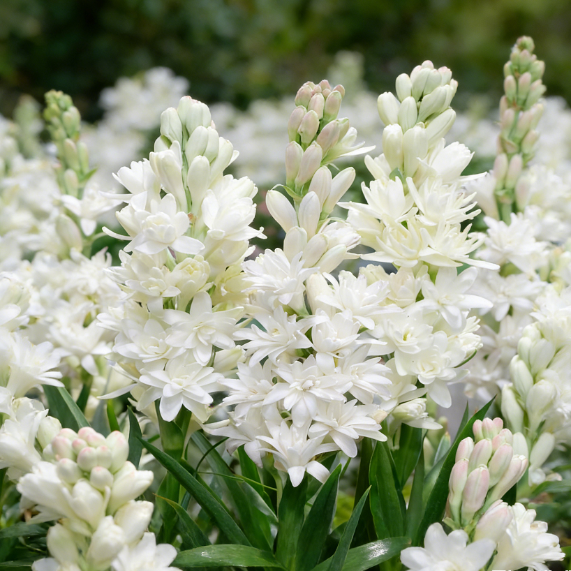 Bulbos de nardo de doble aroma – Moon Garden Flower-ES