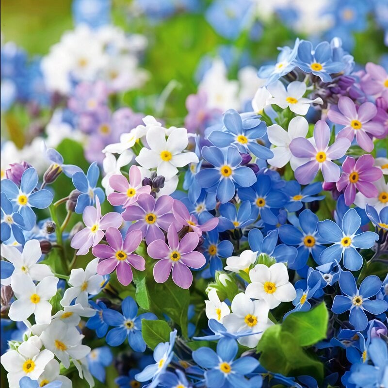 „Blue Memory Forget-Me-Not“ sėklos – patikrintos kokybės sodo žiedai 🌿💙-LT