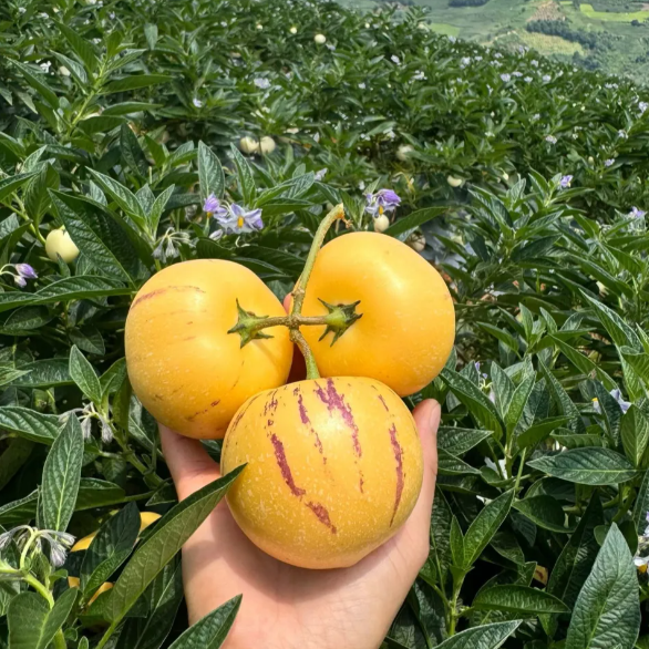 Voće ginsenga Pepino Sjemenke dinje-Solanum Muricatum-HR