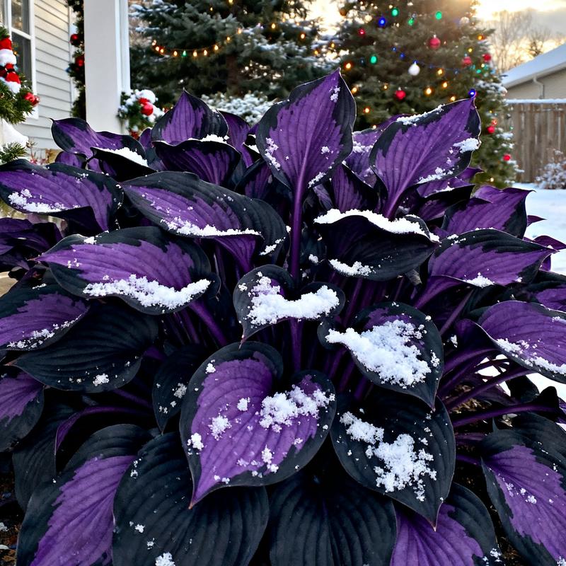 💥Oferta especial 2025 🌌Semillas de Hosta Midnight Purple Heart, una planta perenne que ama la sombra para el jardín-ES