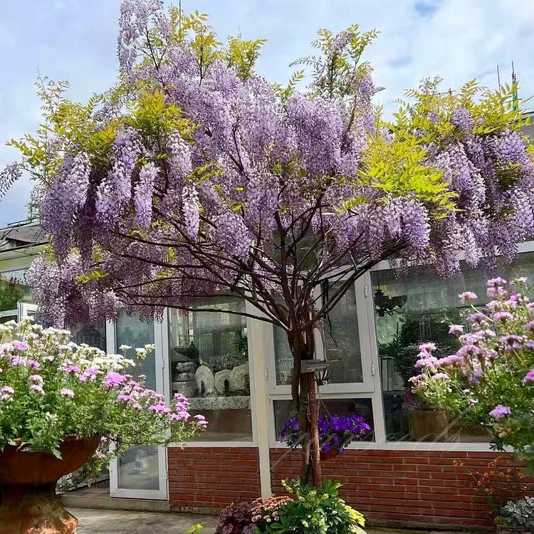 🌸Visterijos sėklos – sodo grožis, žydintis visus metus💗-LT