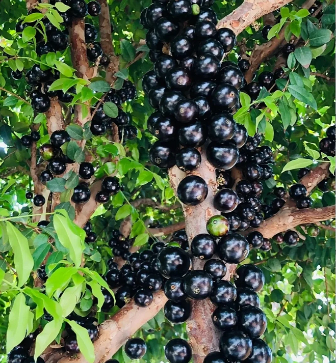 Semillas de uva jabuticaba-ES