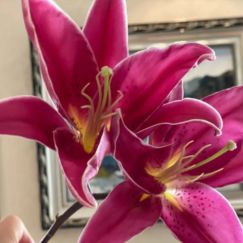 [Voňavejšie ako parfum]Cibuľky ľalií Four Seasons voňajú tisíce kilometrov ďaleko, kvitnú každý rok-SK