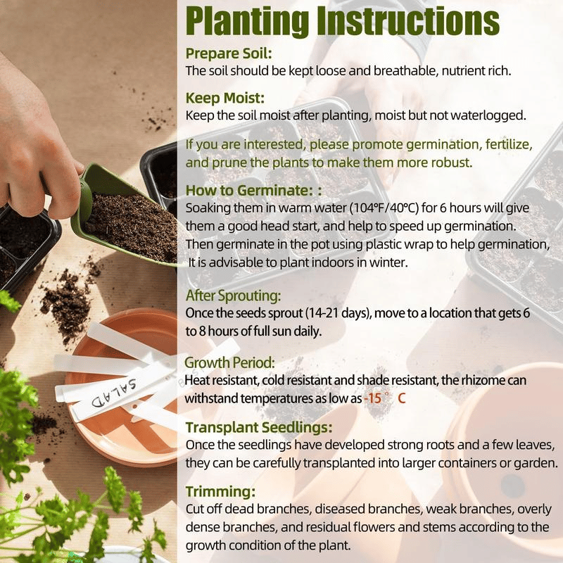 🌿 Redke čebulice hoste🎁 Posebna ponudba 2025-SI