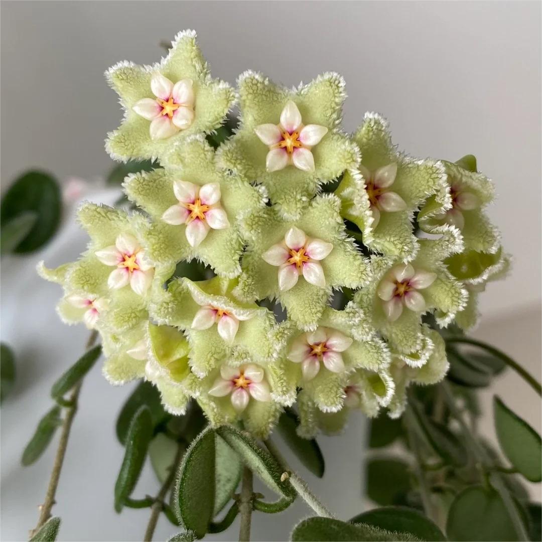 ✨Λαμπτήρες Hoya – Αστέρια που πέφτουν από τον ουρανό✨-GR