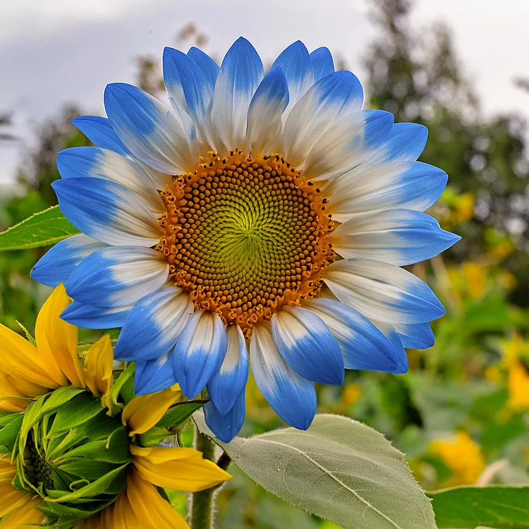 Sončnična semena Midnight Blaze-SI