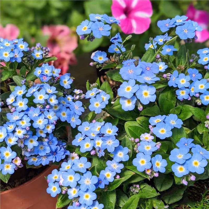 „Blue Memory Forget-Me-Not“ sėklos – patikrintos kokybės sodo žiedai 🌿💙-LT