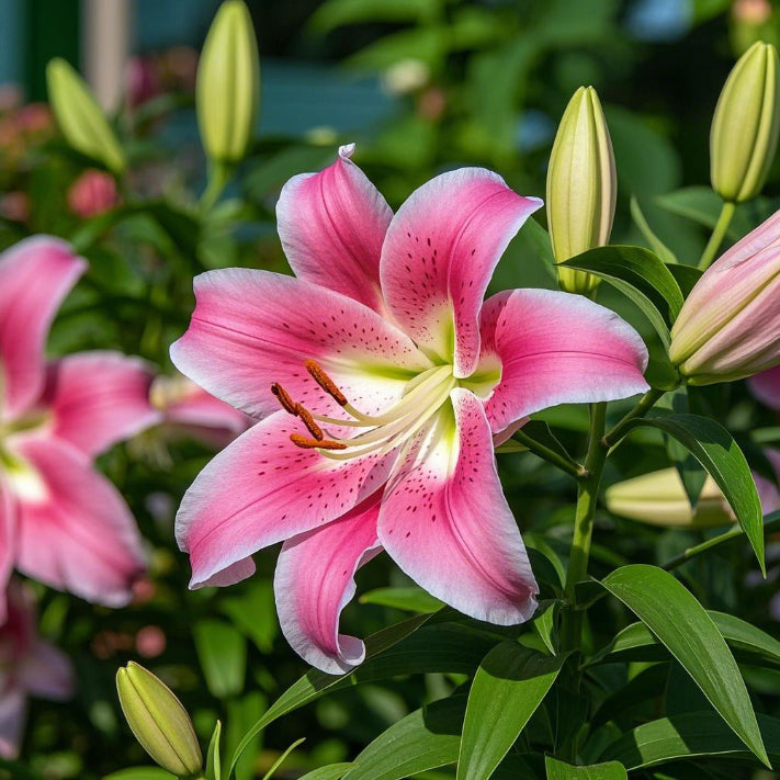 🌺Čebuljice parfumskih lilij – sveže in sladke-SI