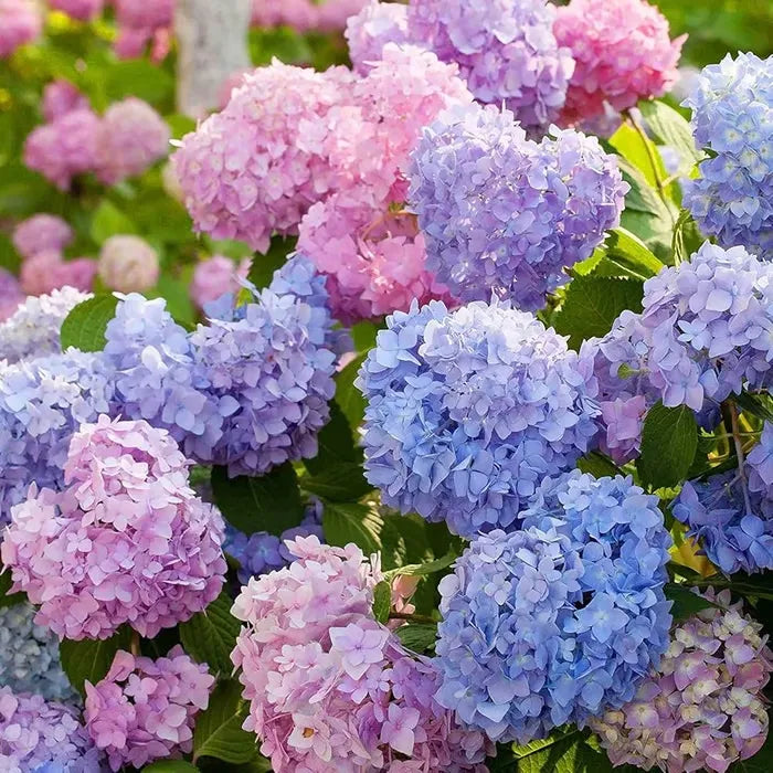 🌈Mešanica semen hortenzije - čudovita in trpežna semena trajnic za vaš vrt-SI