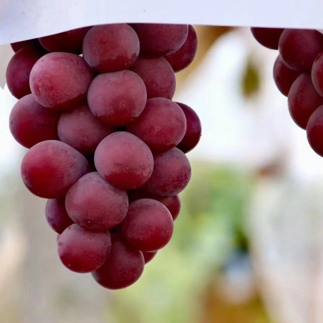 Ograničena nova sorta – sjemenke grožđa Queen Nina za slatke, sočne vrtne berbe 🍇-HR