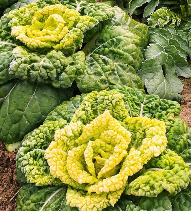 Semillas de Brassica Narinosa (WuTat Choy)-ES