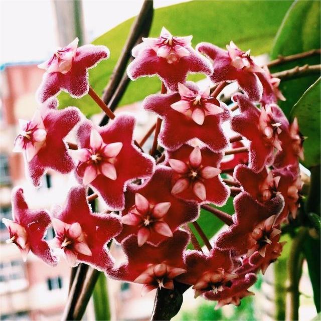 ✨Λαμπτήρες Hoya – Αστέρια που πέφτουν από τον ουρανό✨-GR