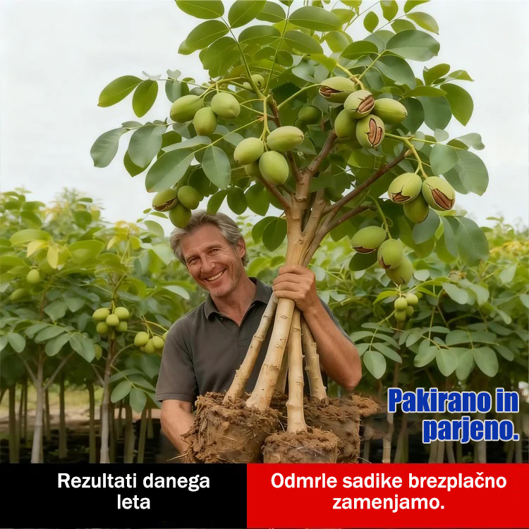 Sadike pekan orehov, uvožene iz Amerike-SI