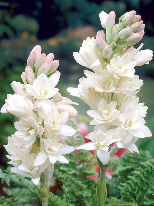 Nardo doble 🌸 - Flor bulbosa grande-ES
