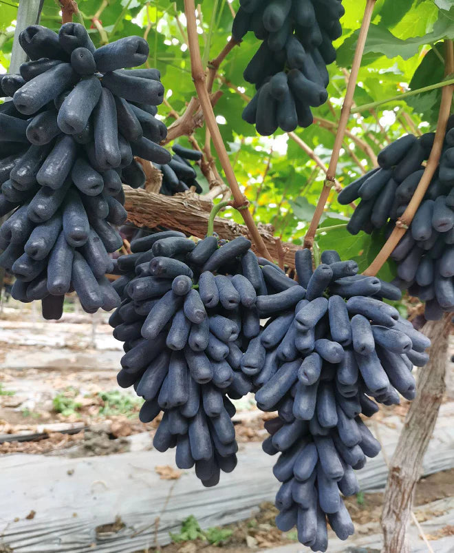🔥 POSLEDNÝ DEŇ AKCIA 30% ZĽAVA 💜 Sladké zafírové hrozno (vzácne odrody hrozna) 🍇-SK