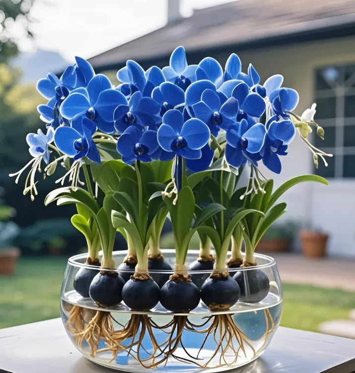 Βολβοί λουλουδιών Phalaenopsis φανάρι-GR